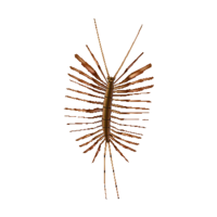 Artwork of House Centipede
