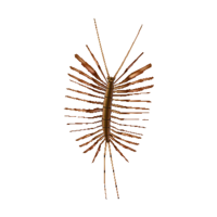 Artwork of House centipede