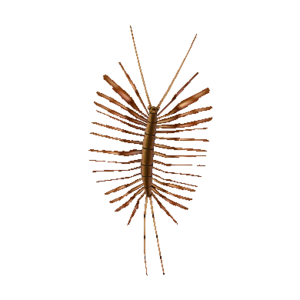 House Centipede NL Model.png