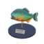 piranha model