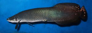 Arapaima Real.jpg