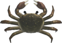 Artwork of Mitten Crab