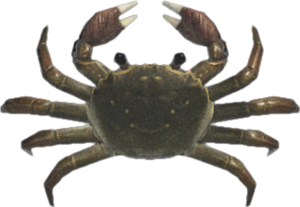 Mitten Crab NH.png