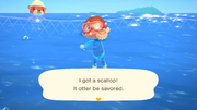 NH Caught Scallop Free Summer Update.png