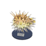 puffer fish model