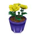 yellow roses