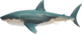 Great White Shark NH.png