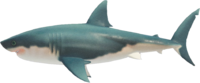Artwork of Great White Shark