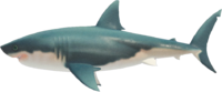 Artwork of Great white shark