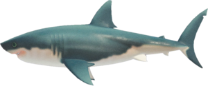 Great White Shark NH.png