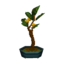 holly bonsai