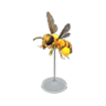 honeybee model