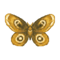 Moth CF Model.png
