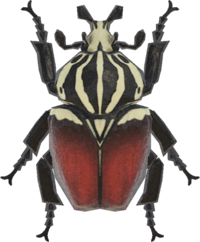 Artwork of goliath beetle