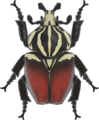 Goliath Beetle NH.png
