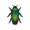 jewel beetle