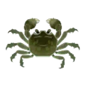 Mitten Crab PC Icon.png