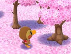 A Scenic Sakura Treat PC.png