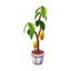 Cacao Tree NL Model.png