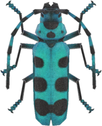 Rosalia Batesi Beetle NH.png