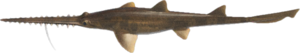 Saw Shark NH.png