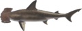 Hammerhead Shark NH.png