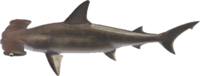 Artwork of Hammerhead Shark