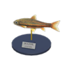 dace model