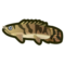 Saddled Bichir NH Icon.png