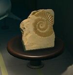 NH Shark-Tooth Pattern Museum.jpg