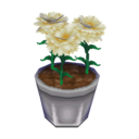 white carnation