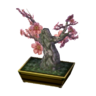 plum bonsai