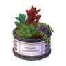 Succulent plant