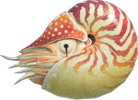 Artwork of chambered nautilus