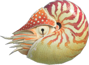 Chambered Nautilus NH.png