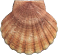 Scallop NH.png