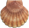 scallop