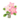 Pink Beach Plumeria PC Icon.png