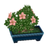 azalea bonsai