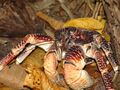 Coconut Crab.jpg