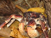 Artwork of Coconut Crab