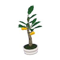 Holly bonsai