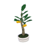 holly bonsai
