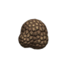 rare mushroom
