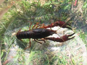 Crawfish Real.jpg