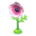 Windflower Fan's Pink variant