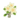 White Plumeria PC Icon.png
