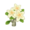 White Plumeria PC Icon.png