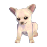 Chihuahua model