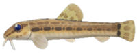 Artwork of Loach